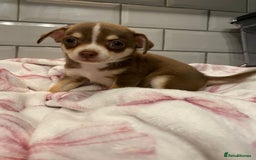 Chihuahua dogs for sale: Chihuahua puppies for sale  - Image 10