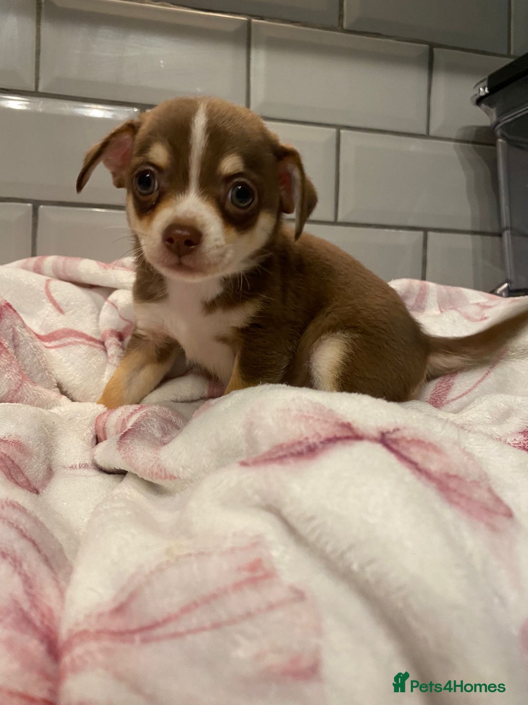 Chihuahua dogs for sale: Chihuahua puppies for sale  - Image 10