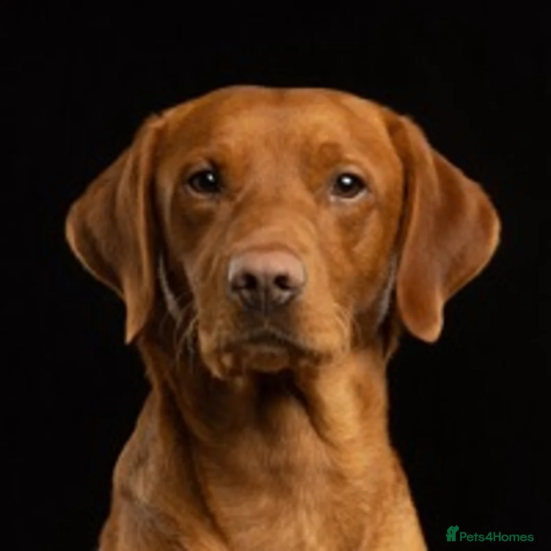 Labrador Retriever dogs for stud: Fox red Labrador for stud in Burnley - Advert 2