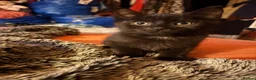 Mixed Breed cats for sale: Kittens  - Advert 27