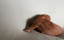 Australian Labradoodle dogs for sale: Fib Labradoodle puppies - Advert 9