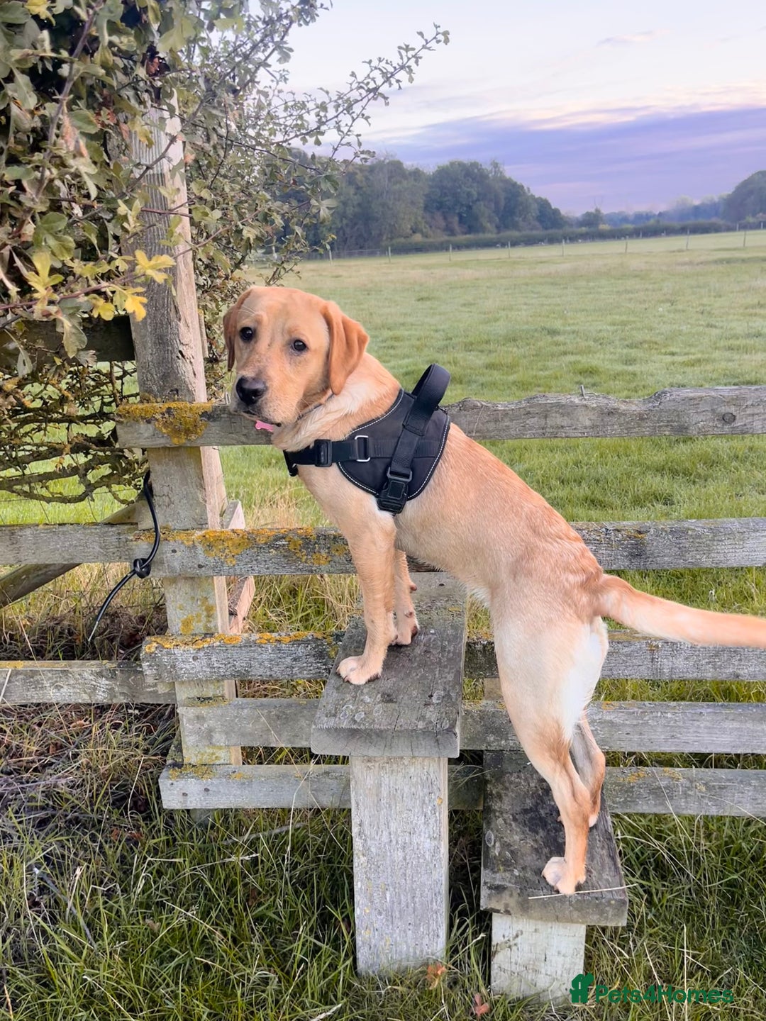 Labrador Retriever dogs for sale: Loving Labrador Daisy Seeking Forever Home - Advert 7