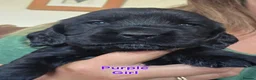 Cocker Spaniel dogs for sale: Beautiful cocker spaniel puppies - Advert 10