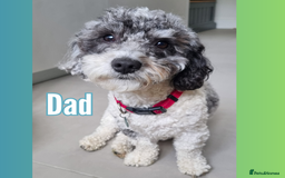 Maltipoo dogs for sale: Toy Maltipoos💫DNA Clear💫3GenPedigree💫PreTrained - Image 5