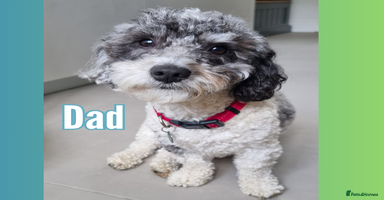 Maltipoo dogs - Advert 12