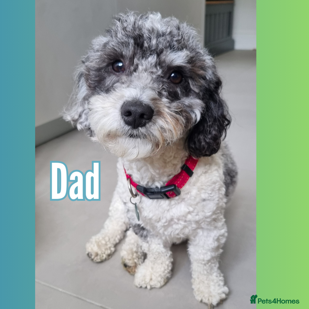 Maltipoo dogs for sale: Toy Maltipoos💫DNA Clear💫3GenPedigree💫PreTrained - Image 5