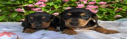 Miniature Dachshund dogs for sale: BEAUTIFUL PETIT LITTER OF MINI KC REG PRA CLEAR - Advert 6