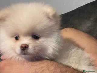 Pomeranian dogs - Advert 3