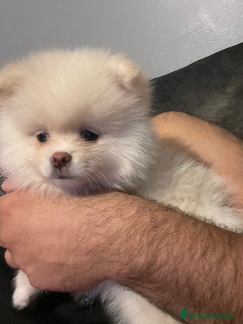 Pomeranian dogs - Advert 4