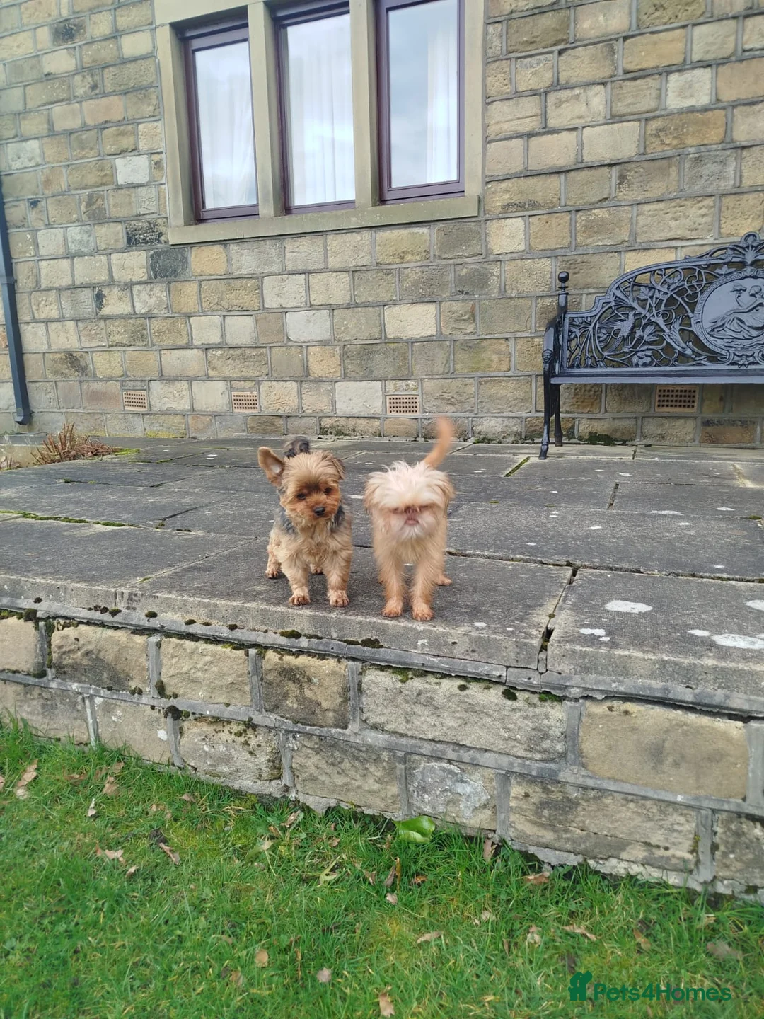 Griffon Bruxellois dogs for sale: Mini Chocolate Fawn Male - Advert 11