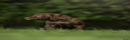 Cane Corso dogs for sale: 5 Towns Italian cane corso spring litter  - Advert 7
