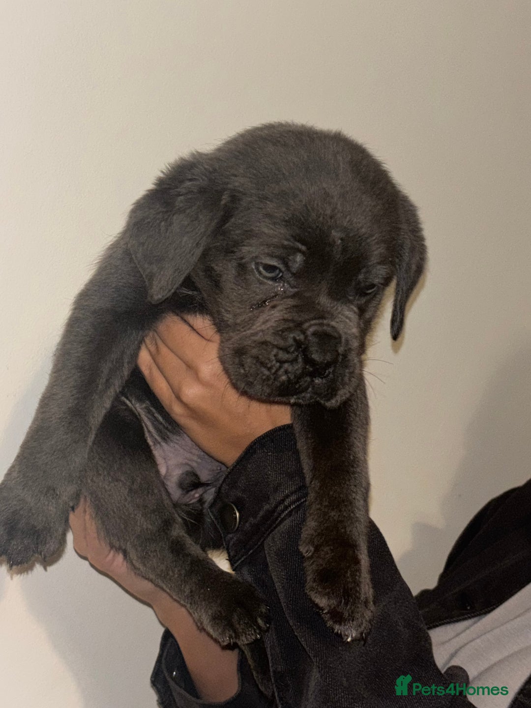 Cane Corso dogs for sale: Cane Corso Puppies **5 Male 2Female Left** - Advert 14