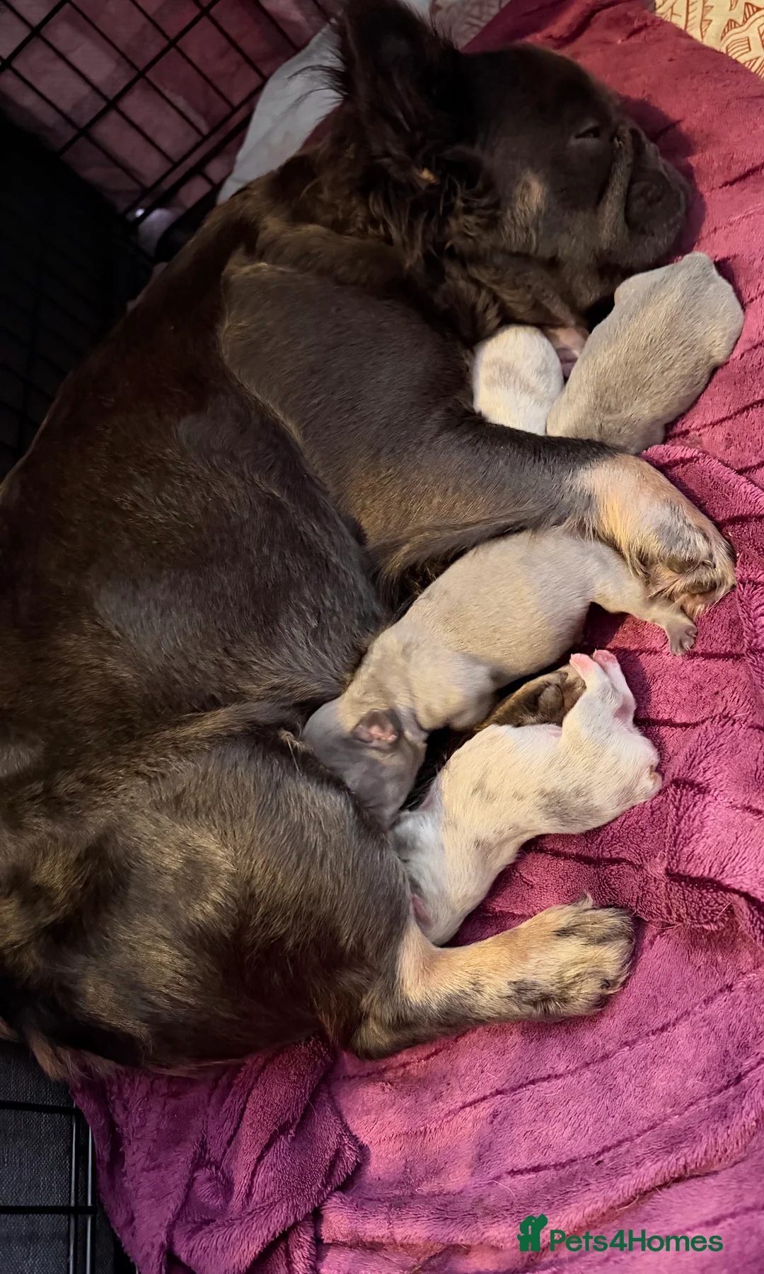French Bulldog dogs for sale: Fluffy French bulldog puppies. in Motherwell - Advert 2