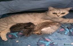 British Shorthair cats for sale: British shorthair x kittens - Image 19