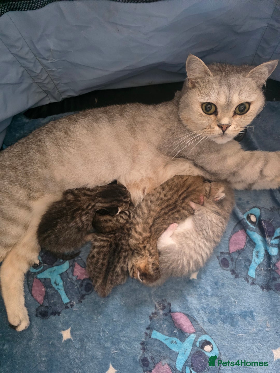 British Shorthair cats for sale: British shorthair x kittens - Image 19