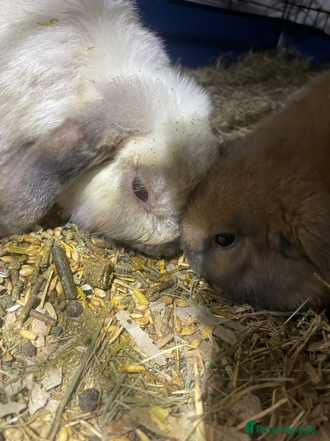 Mini Lop rabbits for sale: Pure bred mini lop baby girl - Advert 5