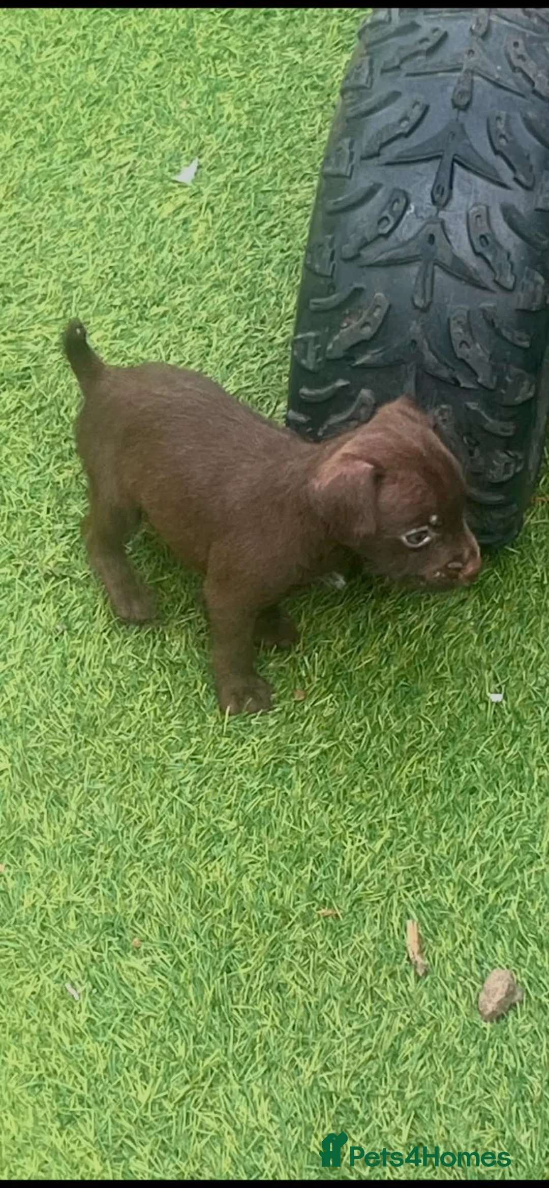 Patterdale Terrier dogs for sale: Paterdale terrier puppy’s  - Advert 1