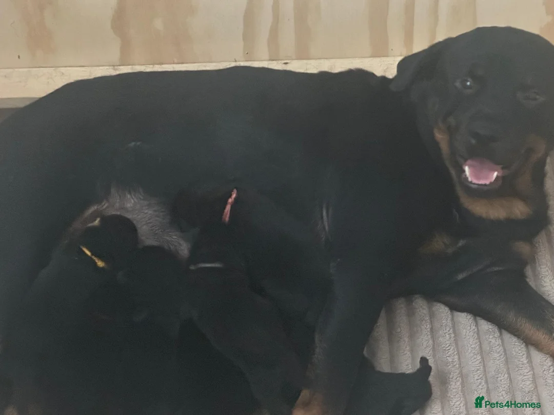 Rottweiler dogs for sale: Rottweiler pups - Advert 18
