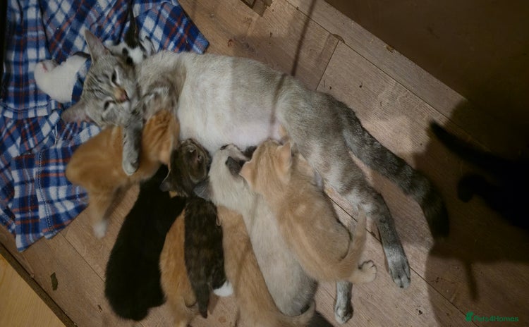 Mixed Breed cats - Advert 4