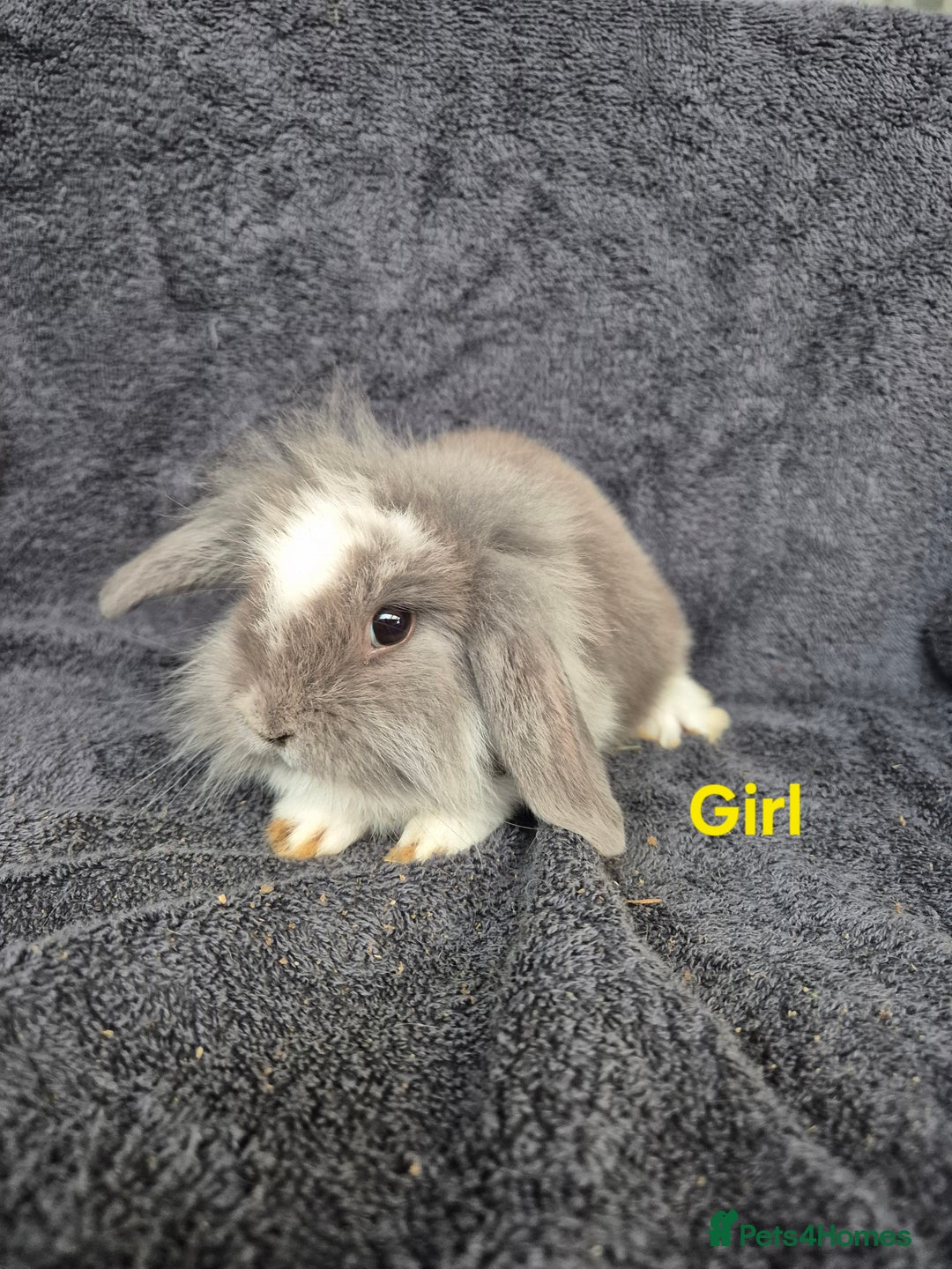 Mini Lion Lop rabbits for sale: Mini Lion Lop Buns looking for new homes - Image 2