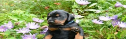 Mixed Breed dogs for sale: 3 Beautiful Doberman Puppies Looking for Loving - Advert 2