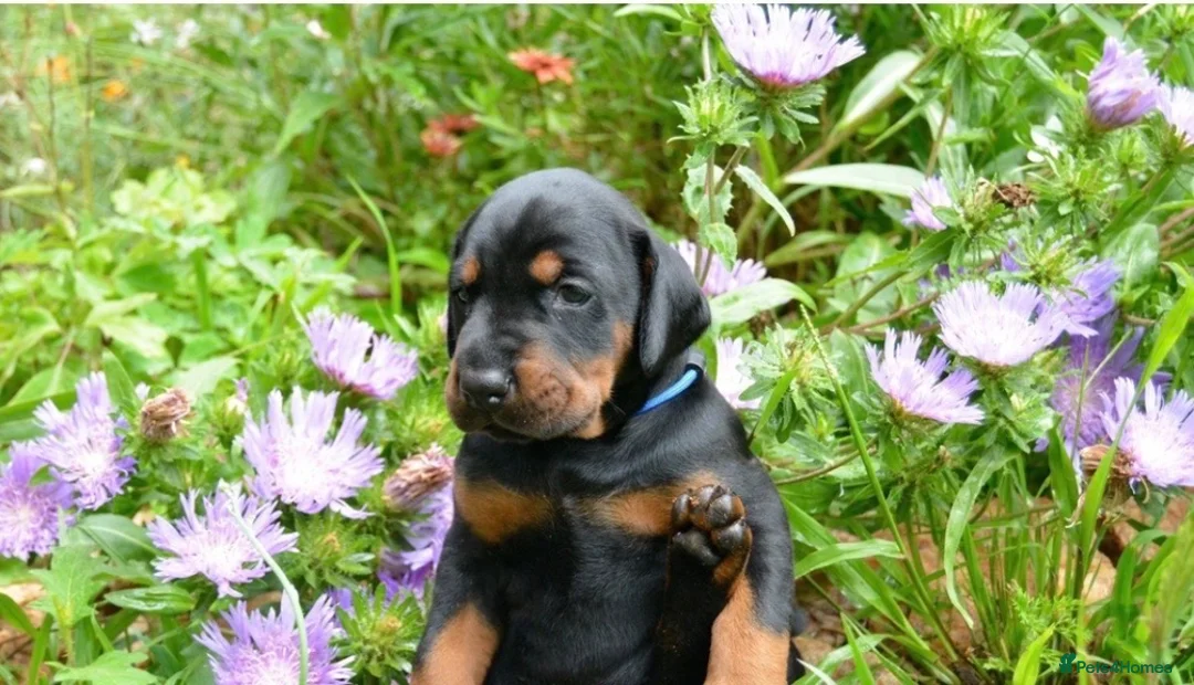 Mixed Breed dogs for sale: 3 Beautiful Doberman Puppies Looking for Loving - Advert 2