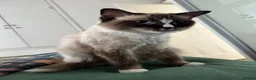 Ragdoll cats for sale: Queen Ragdoll for sale - Advert 3