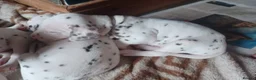 Dalmatian dogs for sale: Dalmatian puppies  - Advert 4