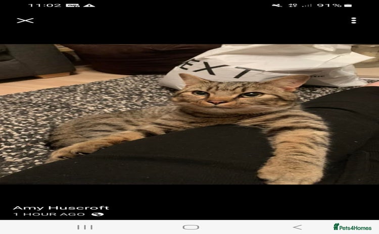 Mixed Breed cats - Advert 5