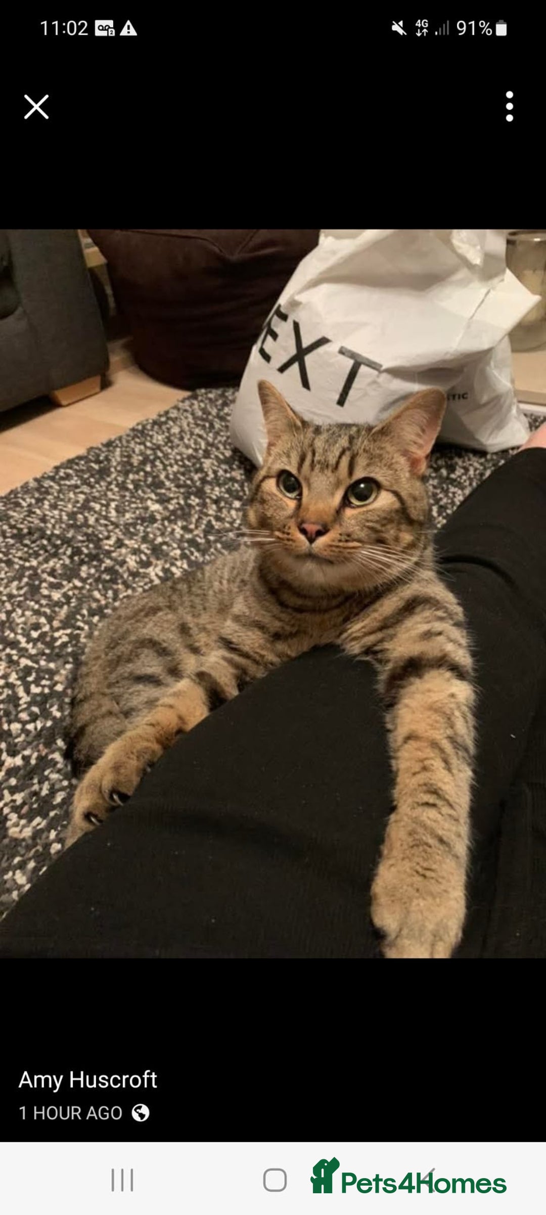 Mixed Breed cats for sale: Beautiful Cat for sale! - Image 1