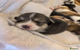 Welsh Corgi Pembroke dogs for sale: 9 Stunning Corgis  - Image 8