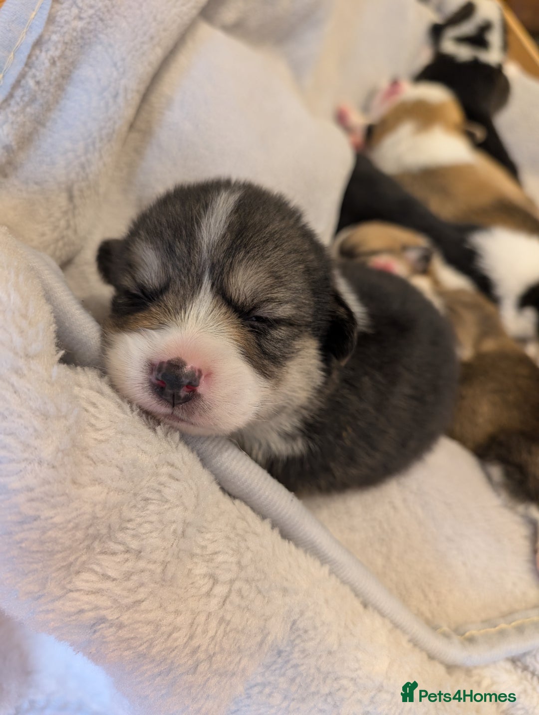 Welsh Corgi Pembroke dogs for sale: 9 Stunning Corgis  - Image 8