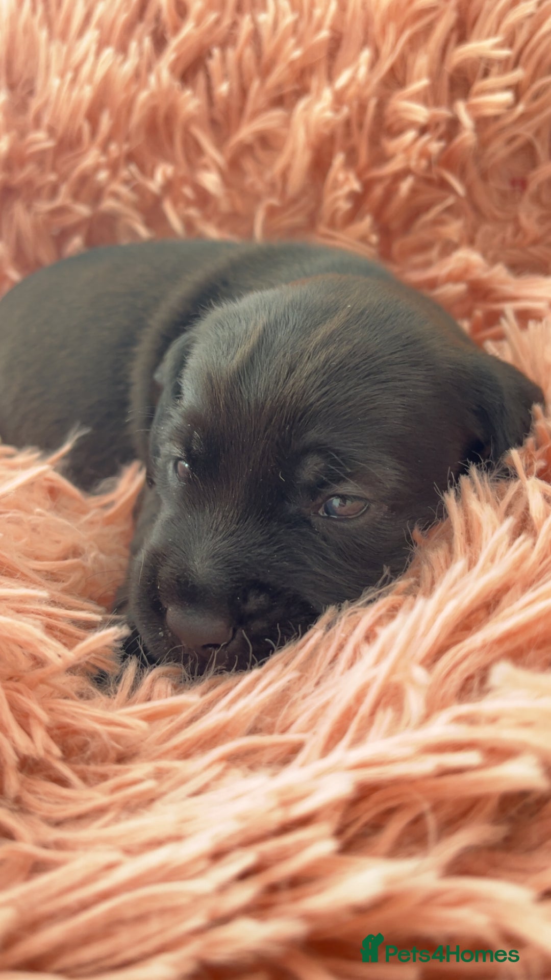 Mixed Breed dogs for sale: Gorgeous Patterdale x cocker spaniel  - Image 12