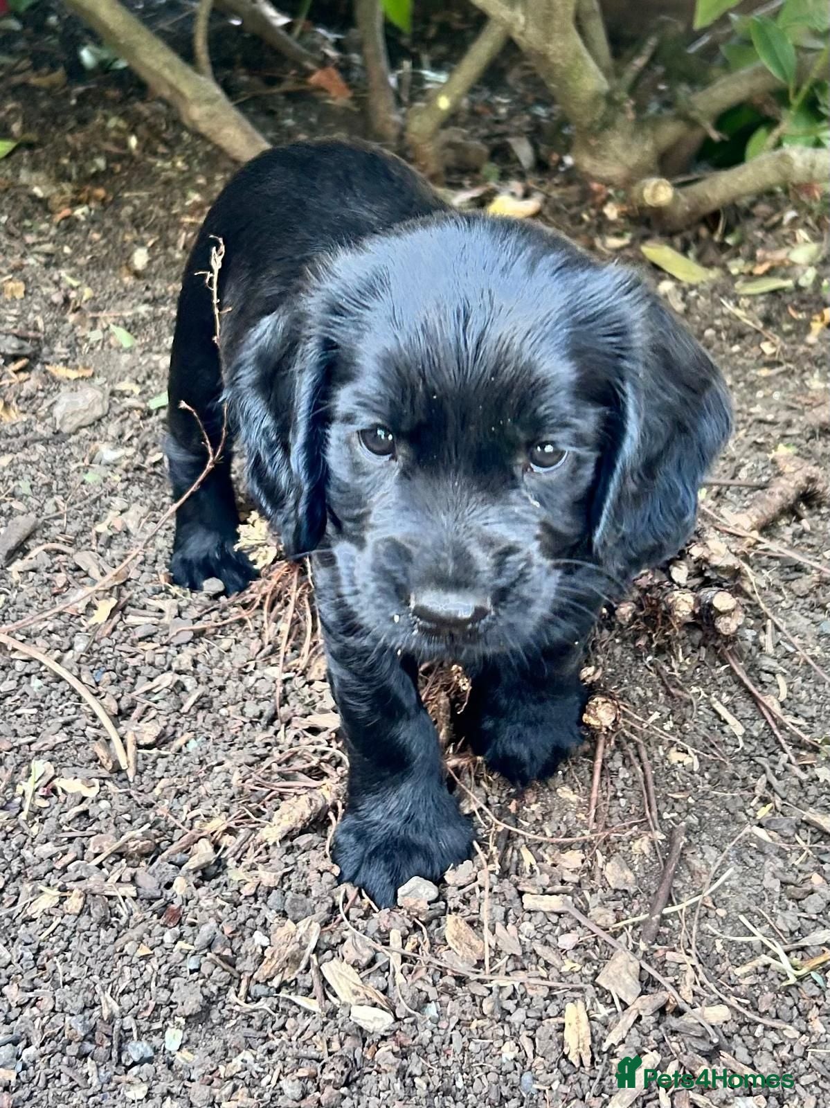 Cocker Spaniel dogs 1 Cocker spaniel bitch remaining - Advert 11