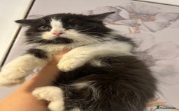 British Shorthair cats for sale: British short hair mixed kittens  - Image 12