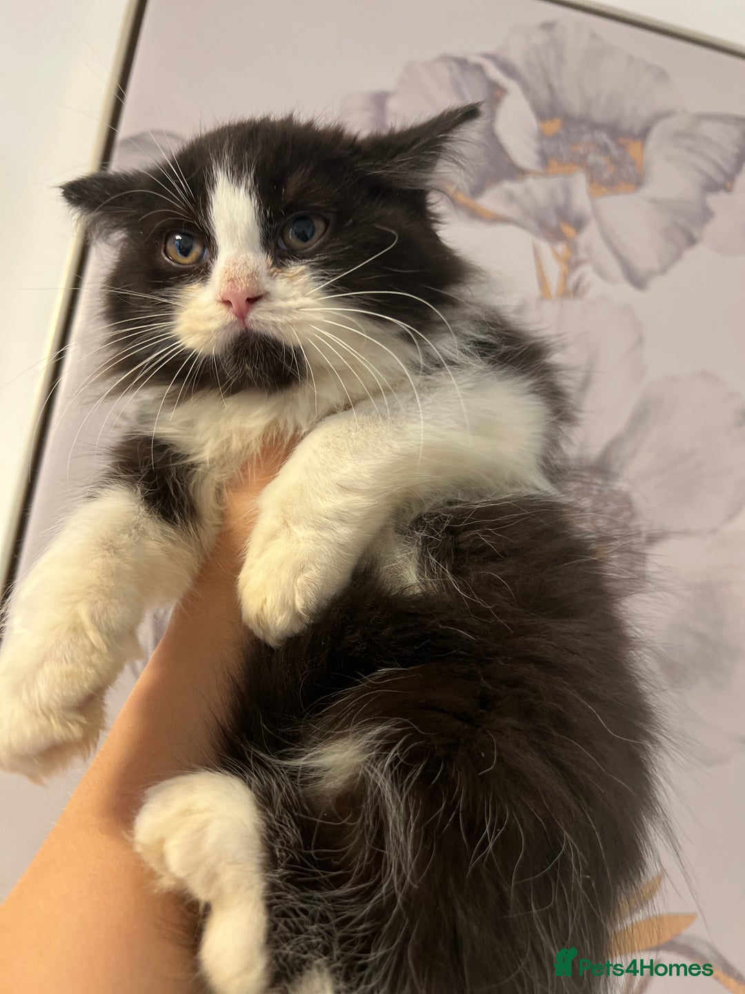 British Shorthair cats for sale: British short hair mixed kittens  - Image 12