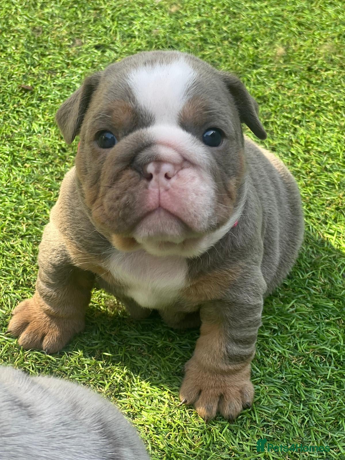 English Bulldog dogs BEAUTIFUL LILAC TRI + LILAC TRI MEARL BULLDOGS - Advert 6