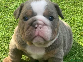 English Bulldog dogs BEAUTIFUL LILAC TRI + LILAC TRI MEARL BULLDOGS - Advert 6