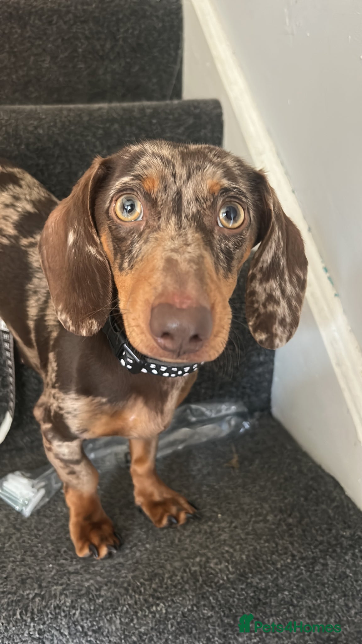 Miniature Dachshund dogs Very loving miniature dachshund Winnie for sale  - Advert 7