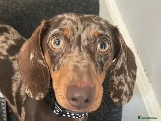 Miniature Dachshund dogs Very loving miniature dachshund Winnie for sale - Advert 11