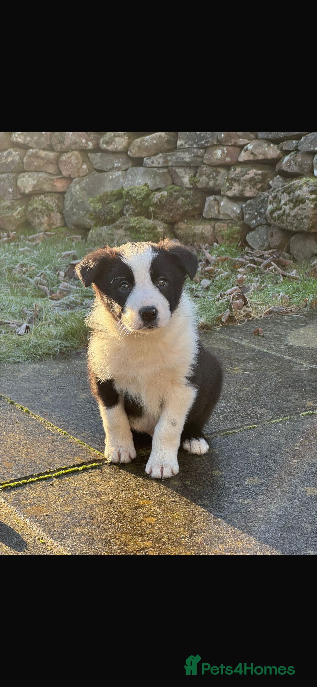 Border Collie dogs for sale: Gorgeous Border Collie pups - Advert 5
