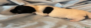 Jack Russell 2