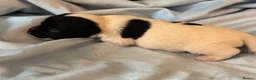 Jack Russell dogs for sale: Traditional Working Jack Russell Terrier Puppies - Advert 7
