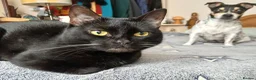 British Shorthair cats for sale: Beautiful Adult Female Cat in Sittingbourne - Advert 5