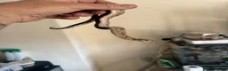 Mixed Breed reptiles for sale: Various snakes for sale  - Advert 2