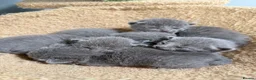 Russian Blue cats for sale: *TOP* Quality Pedigree Russian blue Kittens - Advert 7