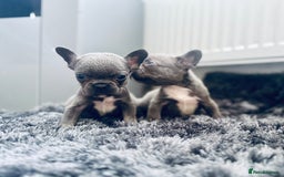 French Bulldog dogs for sale: French bulldogs - Image 21