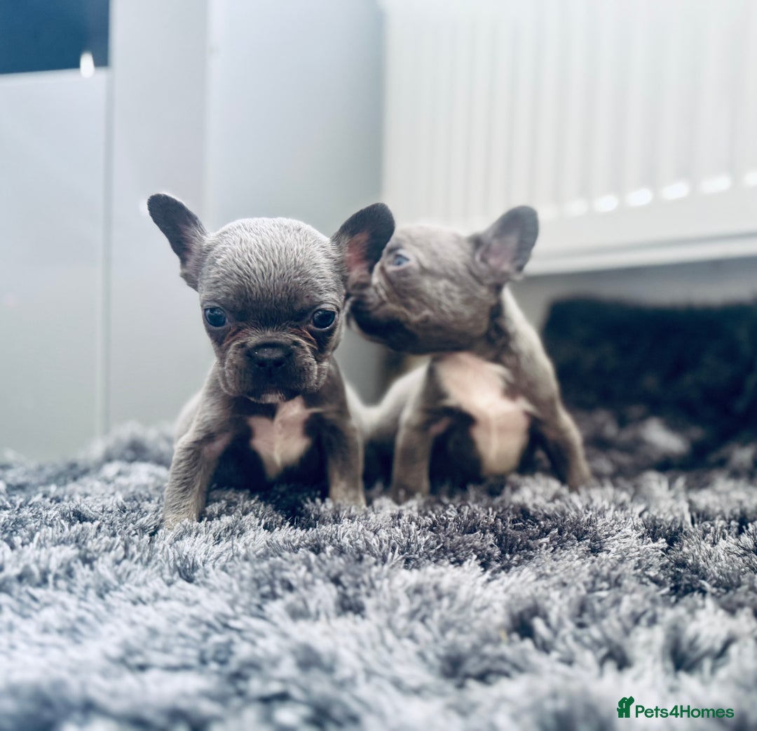 French Bulldog dogs for sale: French bulldogs - Image 21