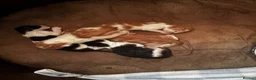 Mixed Breed cats for sale: 4 fluffy kittens - Advert 5