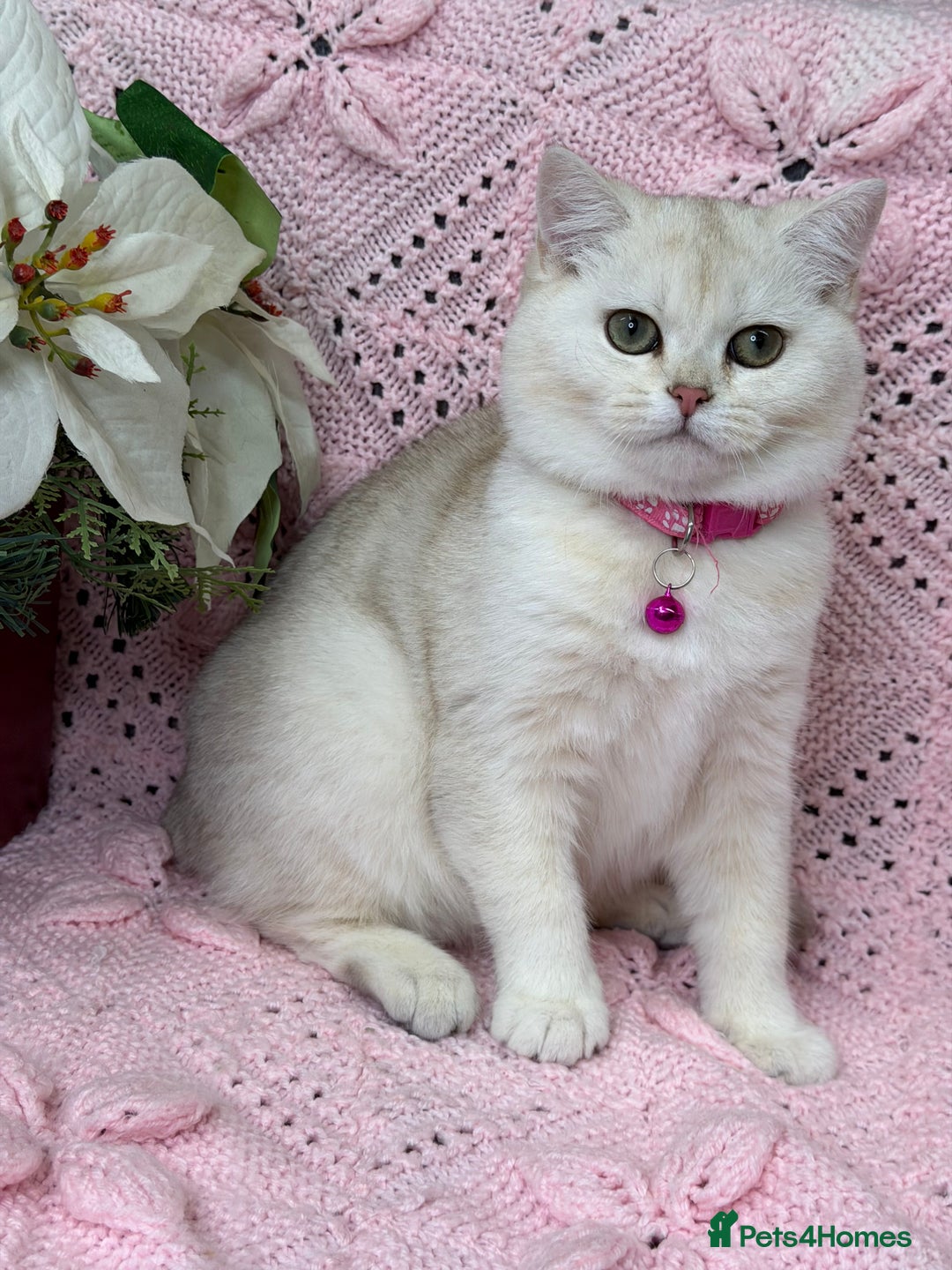 British Shorthair cats for sale: Adorable British sh silver shaded TICA - Advert 13